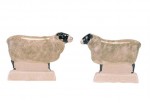 SWALEDALE SHEEP : RAM & EWE