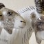 Rye Pottery - The All White Ceramic Billy & Nanny Goat