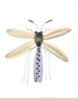 Rye Pottery - hand painted Dragonfly Tiles as seen on Grand Designs
