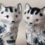 Rye Pottery Hand made and painted traditional ceramic pottery cats 3