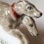 Close up detail of the faces of hand made ceramic hounds figurine sculpture showing two dogs